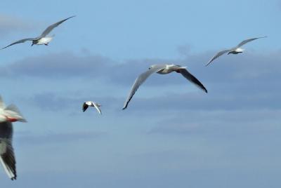 Прикрепленное изображение: DSCF6262.jpg